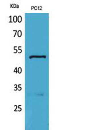 Tubulin α rabbit pAb