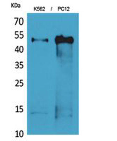 Tubulin α rabbit pAb