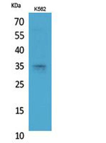 Syntaxin 1 rabbit pAb