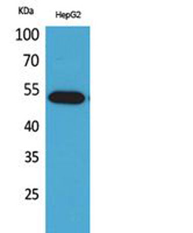 LIR-7 rabbit pAb