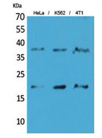 STING/TMEM173 rabbit pAb