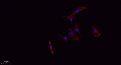 CD63 rabbit pAb