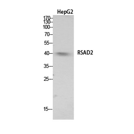 RSAD2 rabbit pAb