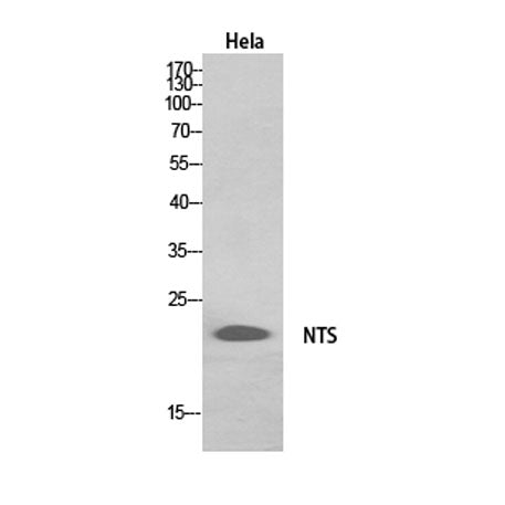 Neurotensin rabbit pAb