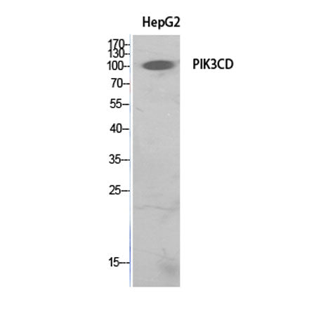 PI 3-Kinase p110δ rabbit pAb