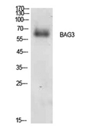 Bag-3 rabbit pAb