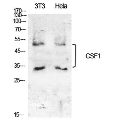 M-CSF rabbit pAb