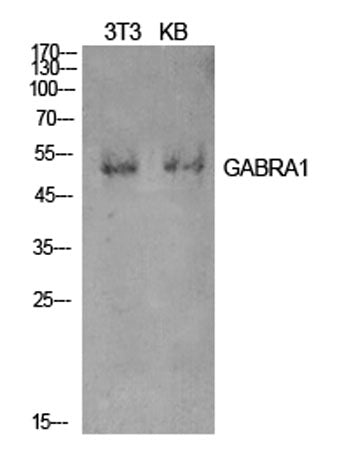 GABAA Rα1 rabbit pAb