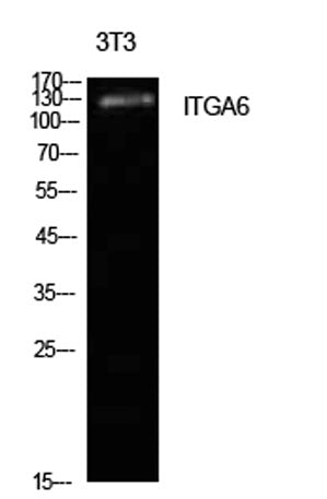 Integrin α6 rabbit pAb