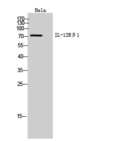 IL-12Rβ1 rabbit pAb
