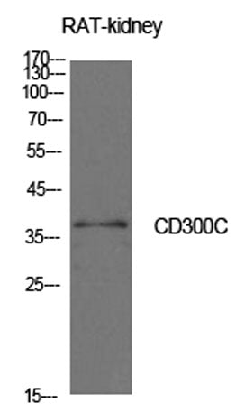 CD300c rabbit pAb