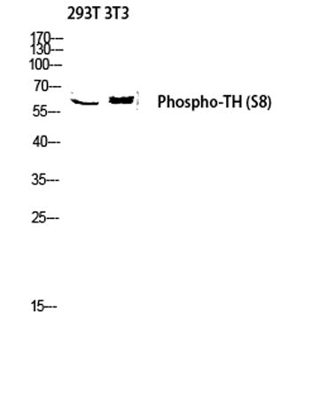TH (phospho Ser8) rabbit pAb