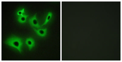 R-cadherin rabbit pAb