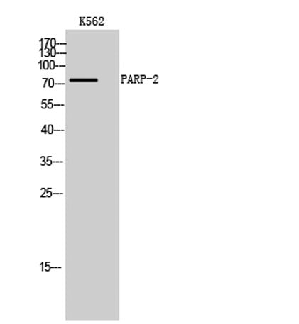 PARP-2 rabbit pAb