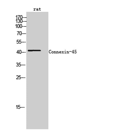 Connexin-45 rabbit pAb