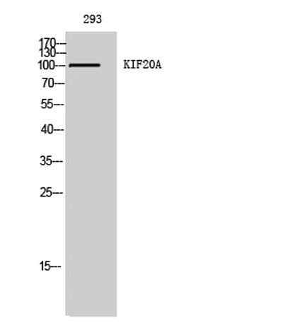 KIF20A rabbit pAb