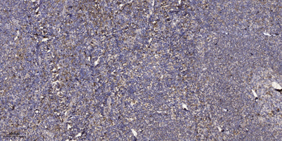 eIF1B rabbit pAb