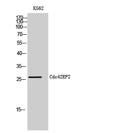 Cdc42EP2 rabbit pAb