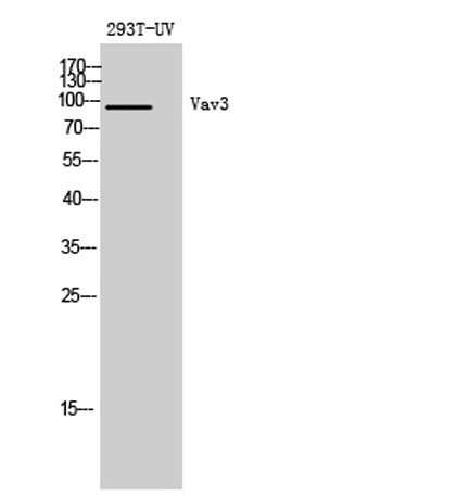 Vav3 rabbit pAb