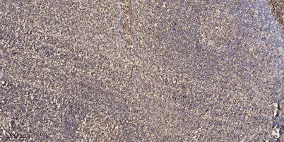 GRIP-1 rabbit pAb