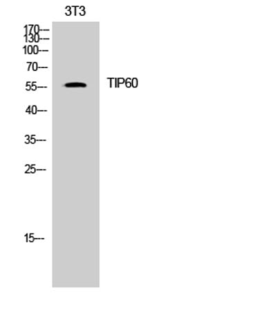 TIP60 rabbit pAb