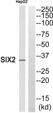 Six2 rabbit pAb