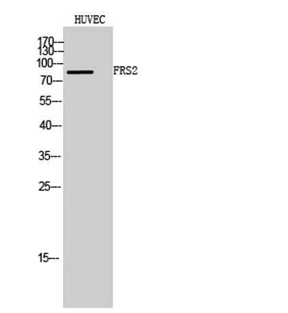 FRS2 rabbit pAb