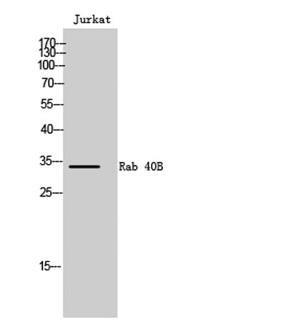 Rab 40B rabbit pAb