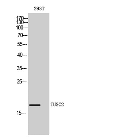 TUSC2 rabbit pAb