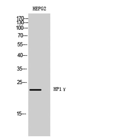 HP1γ rabbit pAb