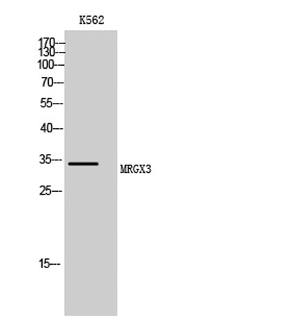 MRGX3 rabbit pAb
