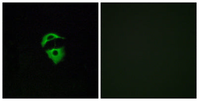 Olfactory receptor 2D2 rabbit pAb