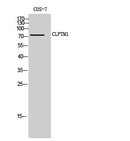 CLPTM1 rabbit pAb