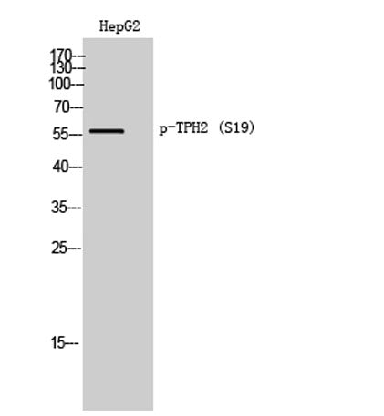 TPH2 (phospho Ser19) rabbit pAb