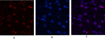Histone H4 rabbit pAb
