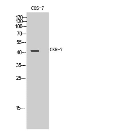 CKR-7 rabbit pAb