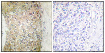 HSP20 rabbit pAb