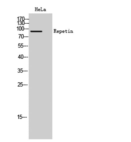 Repetin rabbit pAb