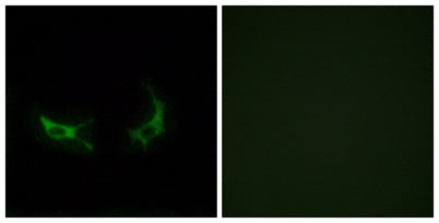 Olfactory receptor 2M3 rabbit pAb