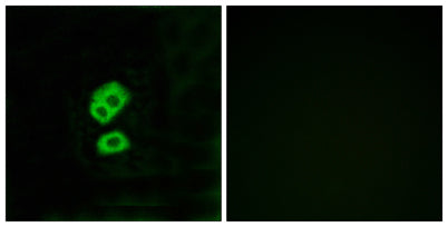 Olfactory receptor 2T10 rabbit pAb