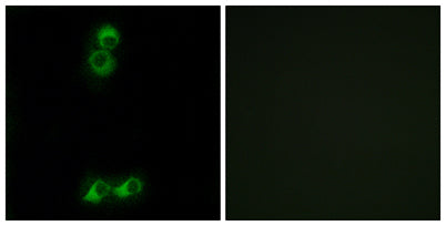 Olfactory receptor 10J5 rabbit pAb
