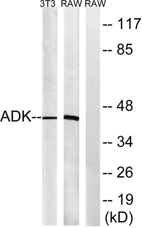 ADK rabbit pAb