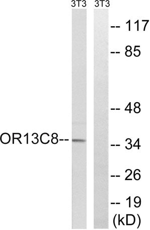 Olfactory receptor 13C8 rabbit pAb