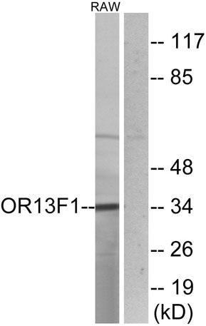 Olfactory receptor 13F1 rabbit pAb