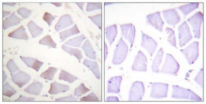 Crystallin-αB (phospho Ser19) rabbit pAb