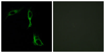 AR-α1D rabbit pAb