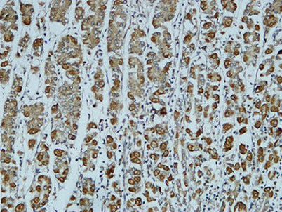 Catenin-α1 rabbit pAb