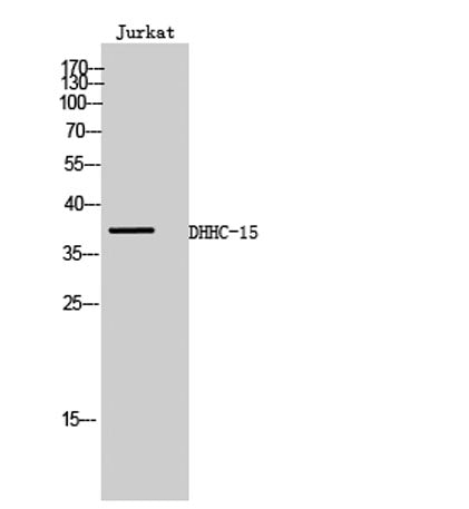 DHHC-15 rabbit pAb