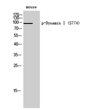 Dynamin I (phospho Ser774) rabbit pAb