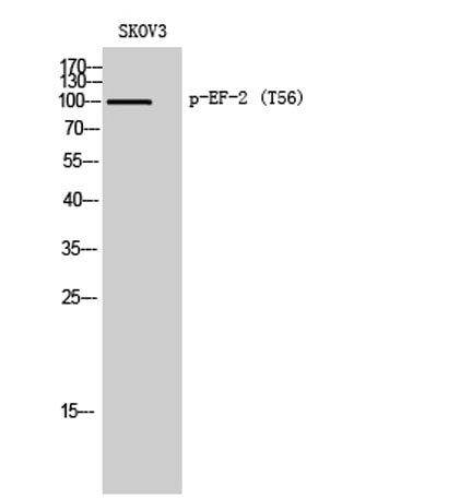 EF-2 (phospho Thr56) rabbit pAb